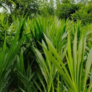 গুয়াতেমালা ঘাস বীজ ১ কেজি মাত্র ৯০০ টাকা